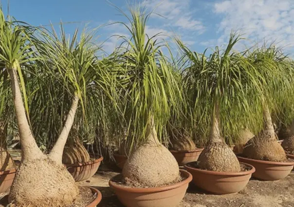 ¿De cuánto es la multa por tener una planta Pata de Elefante?