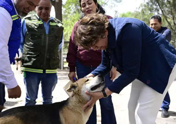 Si quieres esterilizar a tu mascota, hay opciones sin costo