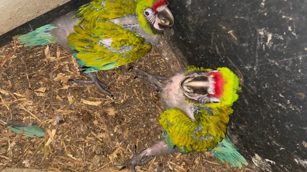 Nacen en Zoológico Tamatán dos polluelos de Guacamaya Verde del Golfo