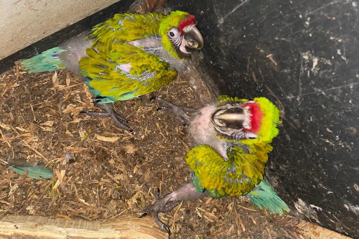 La Guacamaya Verde del Golfo es una especie en peligro de extinción debido al tráfico ilegal y a la destrucción de su hábitat. Foto: Agencia