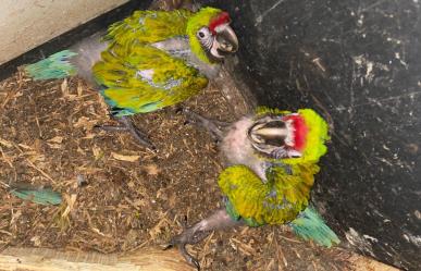 Nacen en Zoológico Tamatán dos polluelos de Guacamaya Verde del Golfo