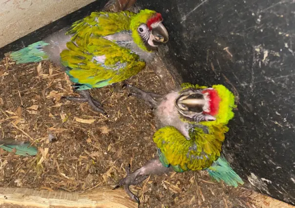 Nacen en Zoológico Tamatán dos polluelos de Guacamaya Verde del Golfo