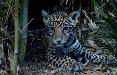 ¡Nombra a estos jaguares que nacieron en la Ciudad de México!