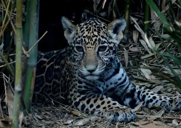 ¡Nombra a estos jaguares que nacieron en la Ciudad de México!