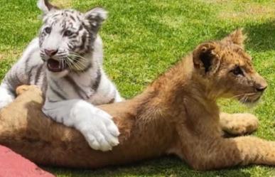 Nacimientos en Parque Ecológico Zacango lo convierten en caso de éxito