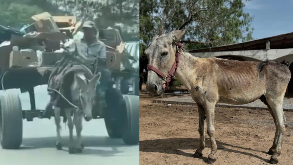 Emotivo rescate de burro maltratado en Matamoros; fundación Seres Libres