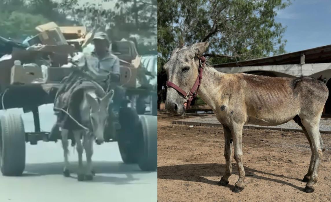 Rescatan a burro que se encontraba en Matamoros. Foto: X: @sereslibres_mx