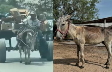 Emotivo rescate de burro maltratado en Matamoros; fundación Seres Libres