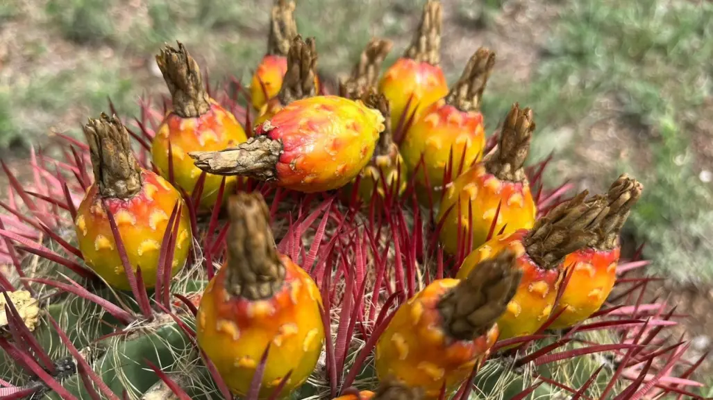 Los Cabuches: una flor comestible del desierto de Coahuila