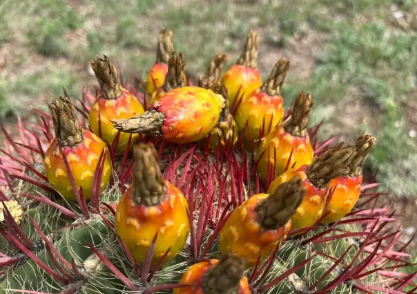 Los Cabuches: una flor comestible del desierto de Coahuila