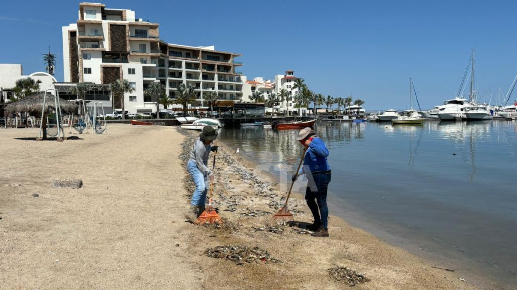 COEPRIS investiga posible ´marea verde´ no tóxica en la bahía de La Paz