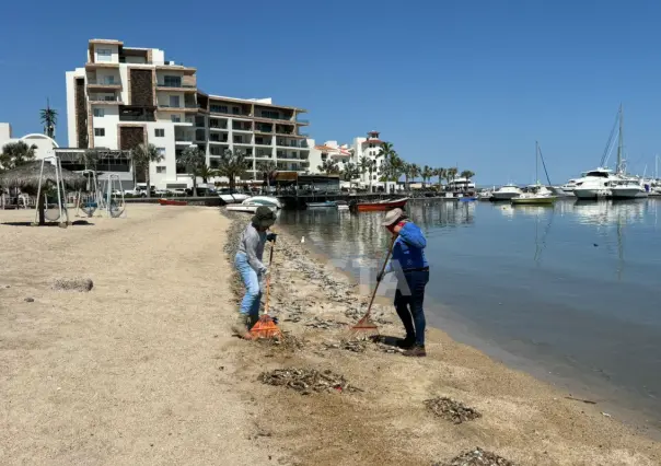 COEPRIS investiga posible ´marea verde´ no tóxica en la bahía de La Paz