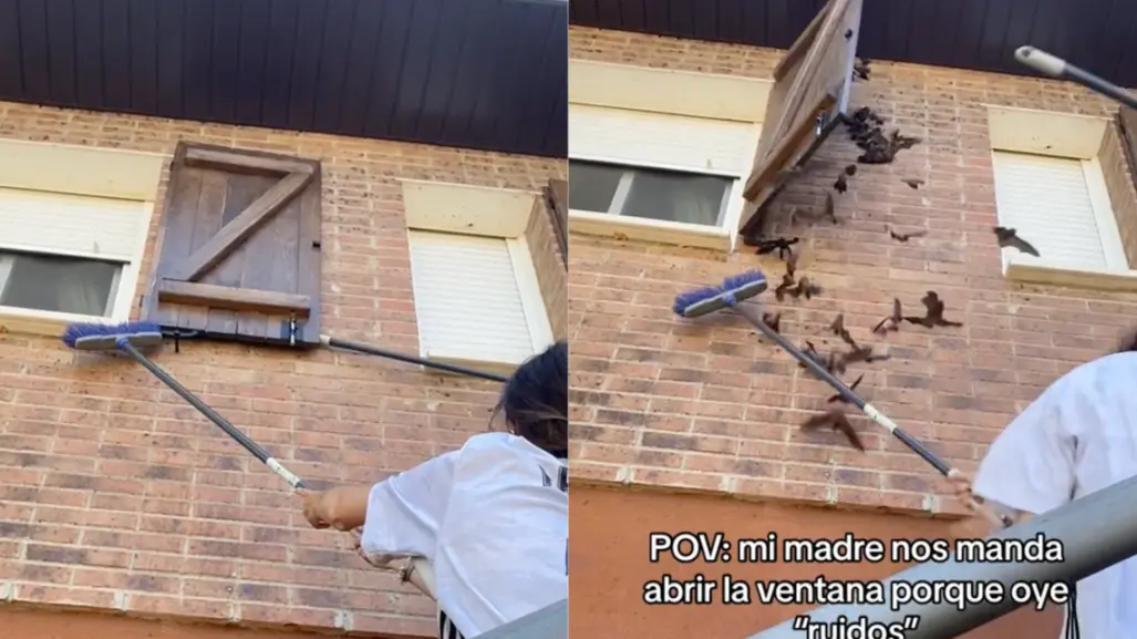 Jóvenes se sorprenden al encontrar una plaga de murciélagos en su casa (VIDEO)