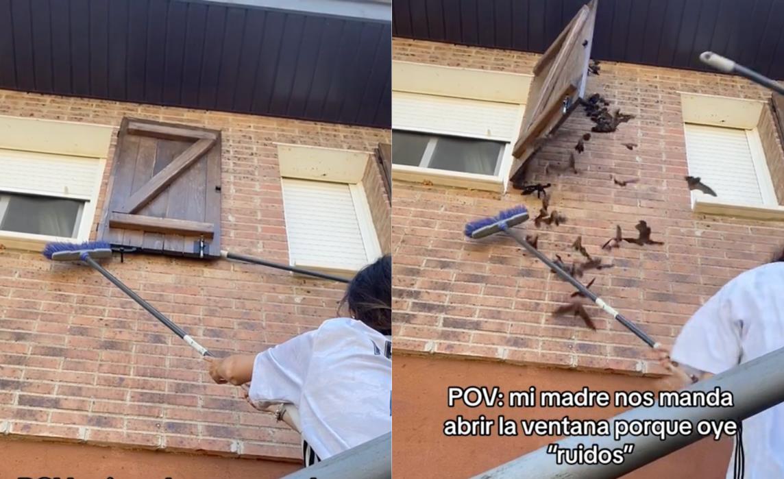 Familia sorprendida al encontrar murciélagos en la ventana de su casa. Foto: Captura pantalla TikTok: @carmen.sc