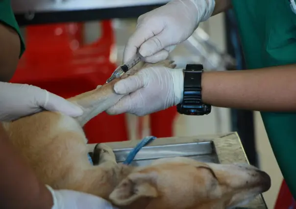 Protege a tu mascota con la vacunación antirrábica segura y sin costo