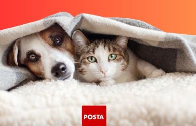 ¿Qué sueñan los perros y gatos? Harvard revela los sueños de las mascotas