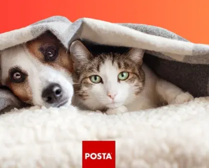 ¿Qué sueñan los perros y gatos? Harvard revela los sueños de las mascotas