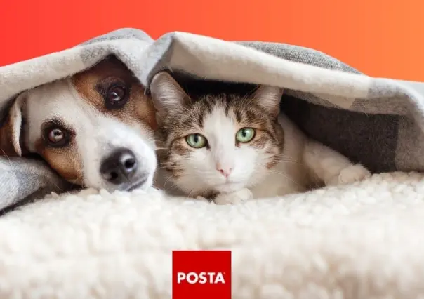 ¿Qué sueñan los perros y gatos? Harvard revela los sueños de las mascotas