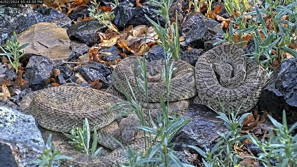 Esta imagen sin fecha tomada de un video proporcionado por el Proyecto RattleCam muestra una «mega madriguera» de víboras de cascabel en un lugar remoto del norte de Colorado. (Project RattleCam via AP)