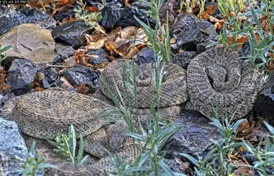 Cámara web muestra comportamiento de víboras de cascabel en Colorado