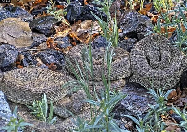 Cámara web muestra comportamiento de víboras de cascabel en Colorado