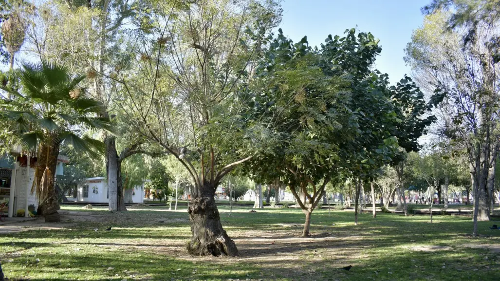 Bosque Venustiano Carranza en Torreón: el pulmón verde en La Laguna