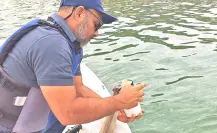 Recolectan 5 toneladas de peces muertos en La Paz: COEPRIS descarta marea roja