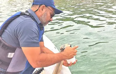 Recolectan 5 toneladas de peces muertos en La Paz: COEPRIS descarta marea roja