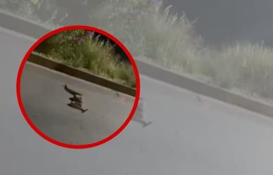 Enorme serpiente sorprende a automovilistas en Cumbres (VIDEO)