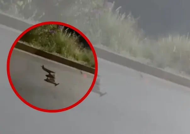 Enorme serpiente sorprende a automovilistas en Cumbres (VIDEO)