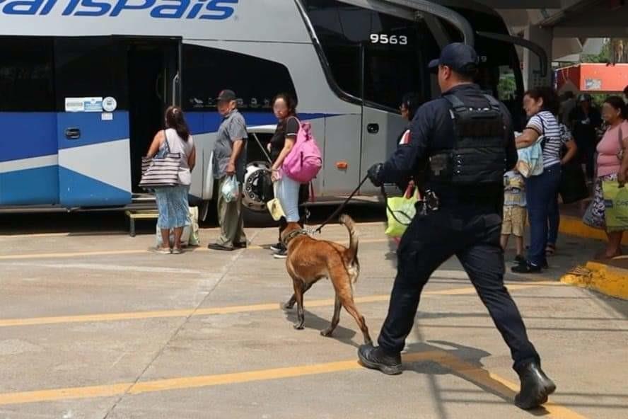 Para incrementar la seguridad de los pasajeros, en algunos municipios se desplegarán binomios caninos durante los recorridos de inspección, con el fin de detectar armas y objetos explosivos. Foto: SSPT