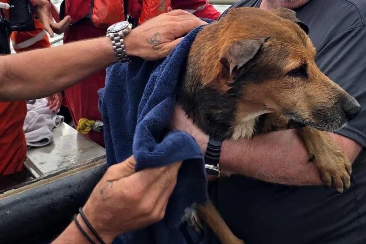 El perro fue rescatado y cobijado inmediatamente Foto: Offshore Life México