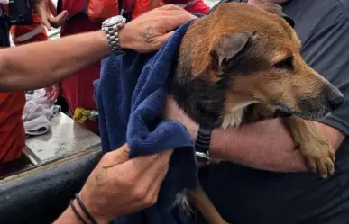 Perrito que nadaba en las costas de Coatzacoalcos es rescatado por petroleros