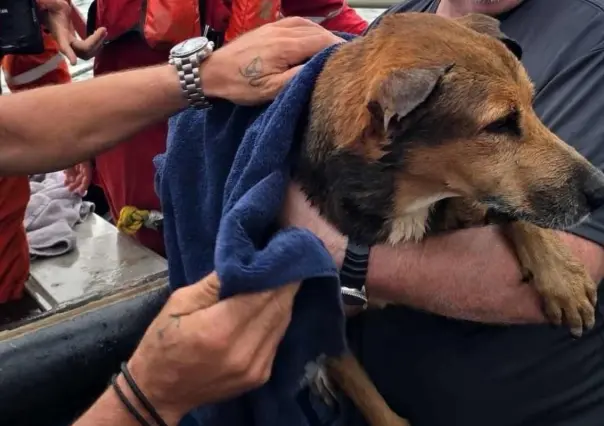 Perrito que nadaba en las costas de Coatzacoalcos es rescatado por petroleros