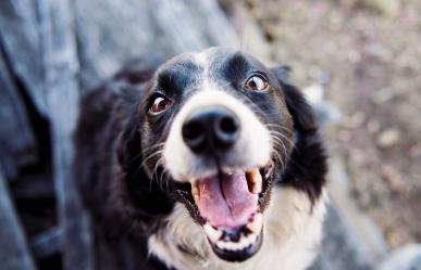 ¡Adopta un perrito! 14 canes necesitan hogar en Los Cabos