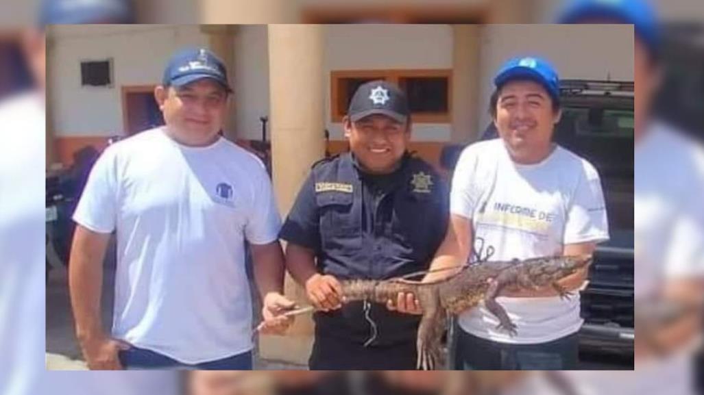 Descubren a cocodrilo que comía gallinas en una casa de Espita