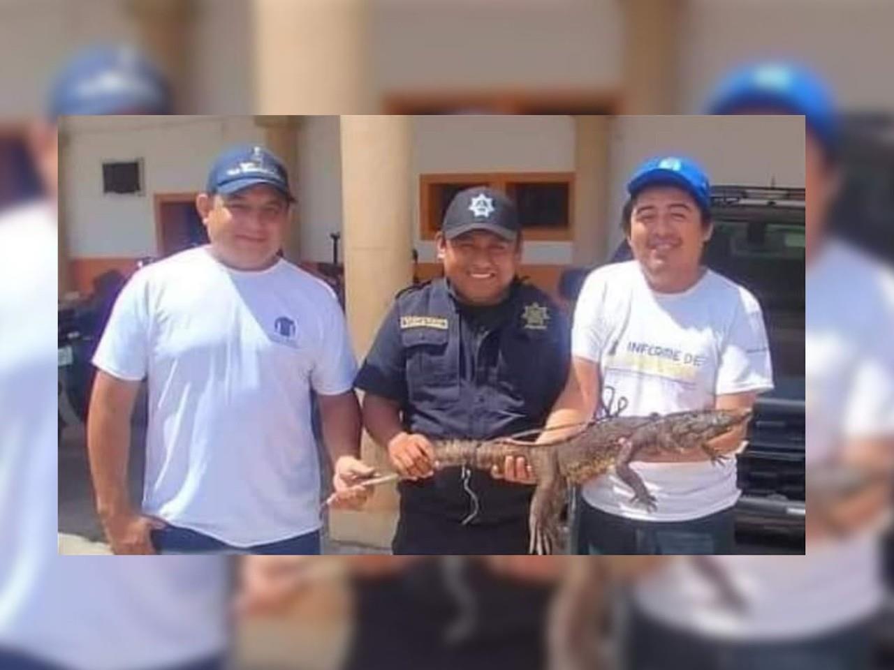 Una persona se percató que un cocodrilo entraba a su vivienda a comerse las gallinas que tenía en su patio en Espita.- Foto de redes socioles