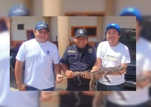 Descubren a cocodrilo que comía gallinas en una casa de Espita