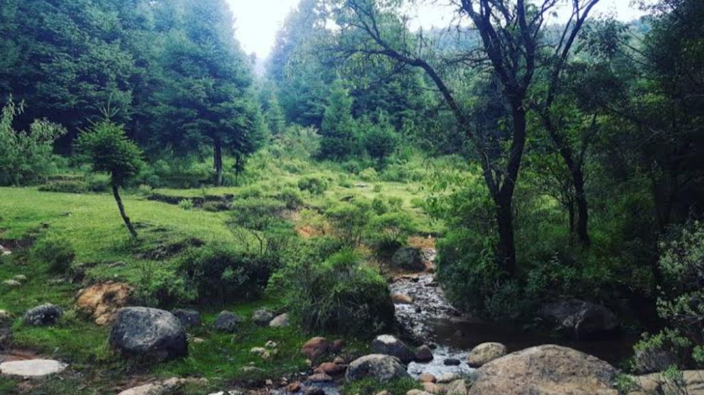 Existe un bosque embrujado en Jilotzingo; a una hora de CDMX