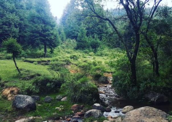 Existe un bosque embrujado en Jilotzingo; a una hora de CDMX