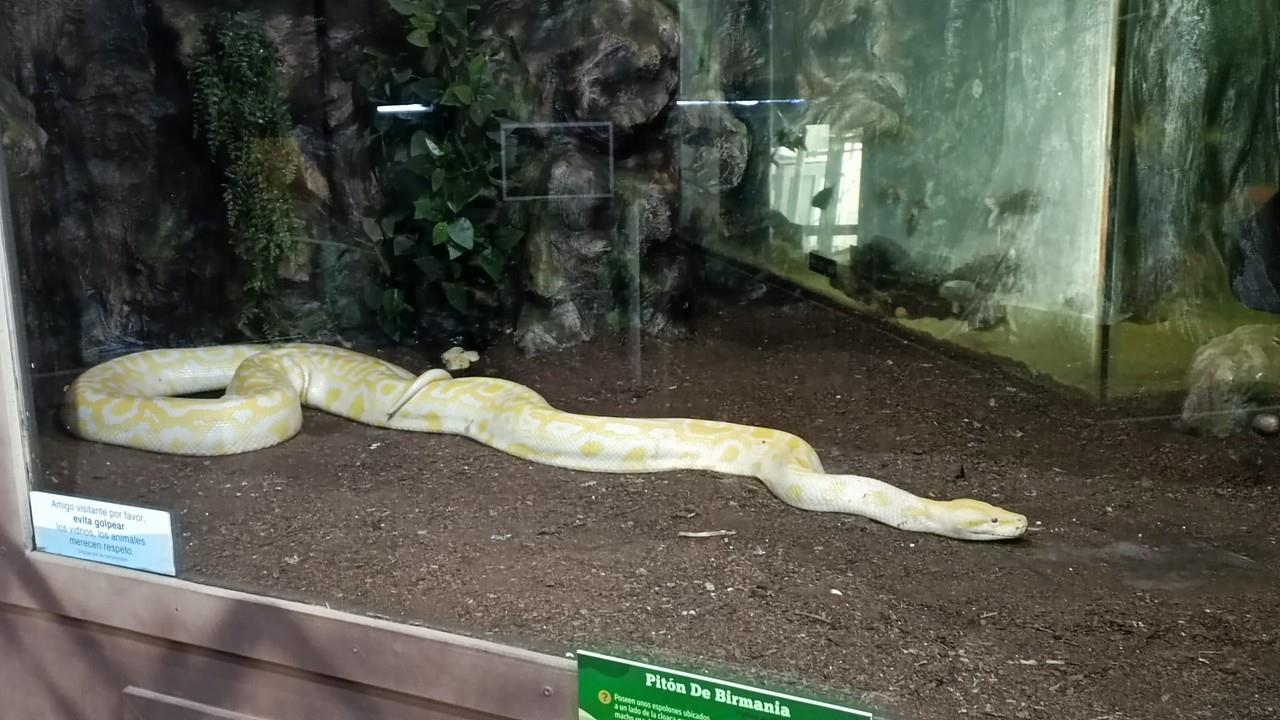 El 16 de Julio es declarado Día Internacional de la Serpiente. Foto: Victoria Jiménez