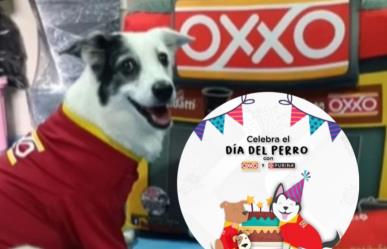 ¡Para consentir al lomito! Lanzan Oxxo y Purina promo por el día del perro