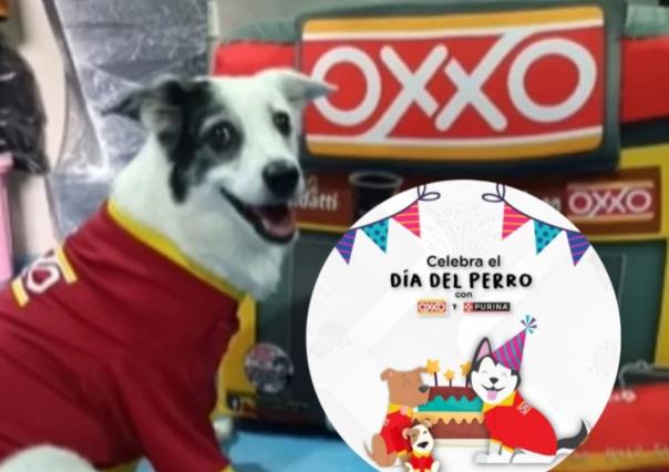 ¡Para consentir al lomito! Lanzan Oxxo y Purina promo por el día del perro