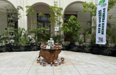 Mérida es sede del Sexto Foro de Arboricultura Tropical