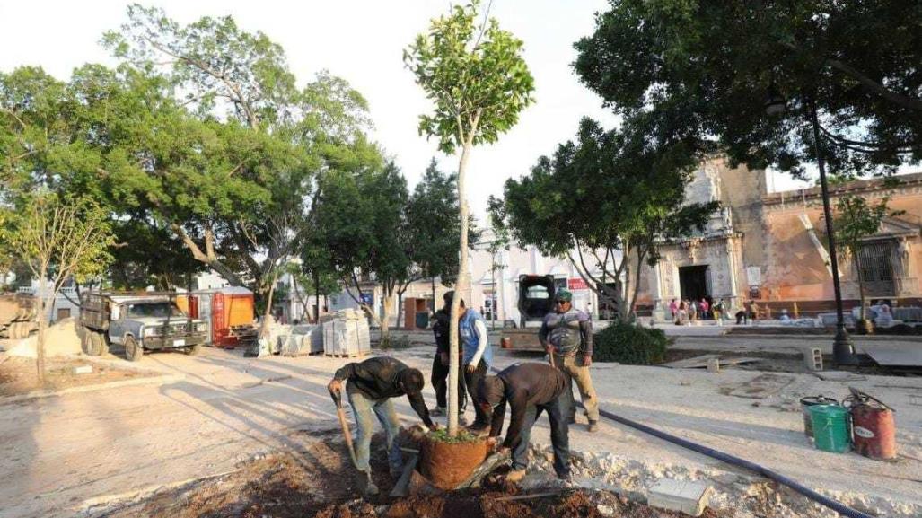 Arborización en Mérida: siembran más de 100 árboles en la Plaza Grande