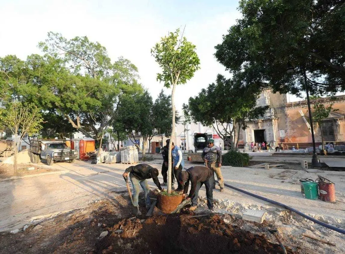 El objetivo de la plantación de más de 100 ejemplares es lograr que las copas de esos árboles puedan unirse y con ello se convierta en un espacio con sombra. Foto: Ayuntamerida