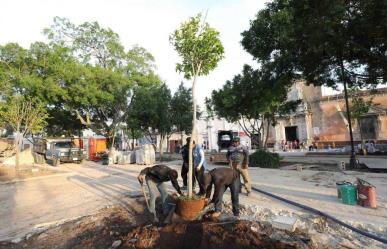 Arborización en Mérida: siembran más de 100 árboles en la Plaza Grande