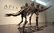 Subasta de fósil de estegosaurio rompe récord con 45 millones de dólares