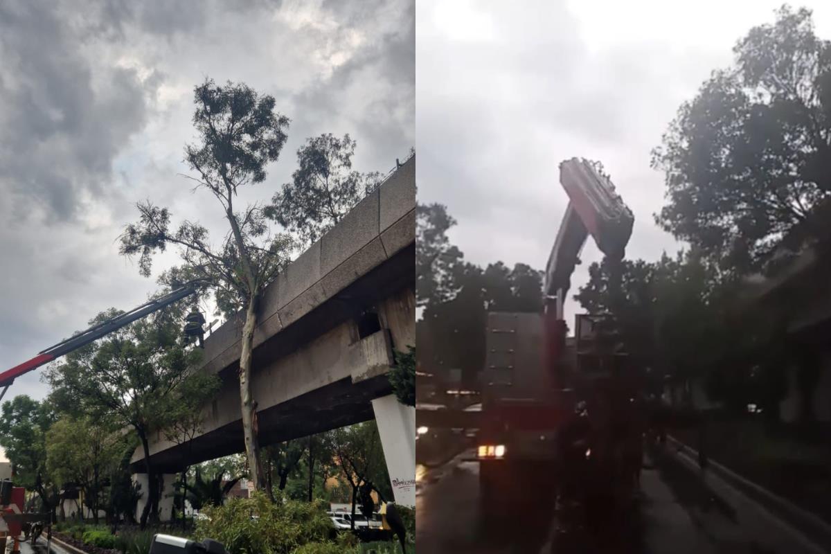 Árbol caído en vías del Metro. Foto: Ramón Ramírez