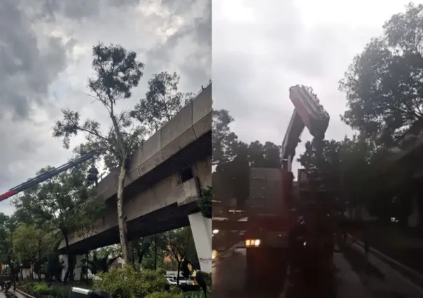 Cae árbol a vías de Línea 4 del STC Metro y se suspende servicio por lluvia